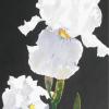 DUTCH IRIS